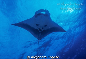 Manta Ray and the sun, Revillagigedo Mexico by Alejandro Topete 